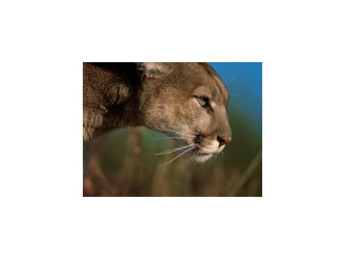 Puma / Le�o Baio 